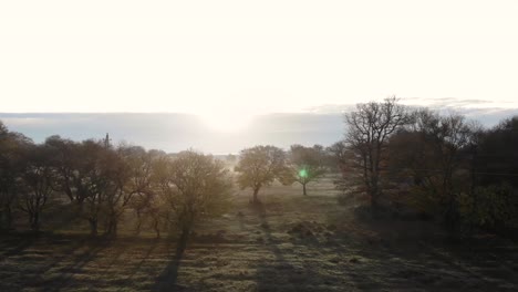 Ruhige-Luftaufnahme,-Während-Sie-über-Bäume-Mit-Hintergrundbeleuchtung-Gegen-Die-Sonne-Fliegt