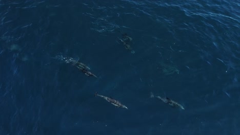 Vista-De-Drones-De-Delfines-Migrando