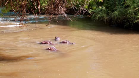 Eine-Kleine-Gruppe-Von-Flusspferden-In-Einem-Fluss-In-Kenia,-Die-Im-Wasser-Planschen