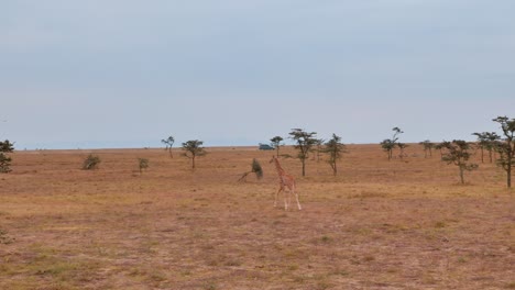 Eine-Giraffe-Läuft-Ruhig-Durch-Die-Afrikanische-Savanne-Und-Im-Hintergrund-Fährt-Ein-Jeep-Vorbei