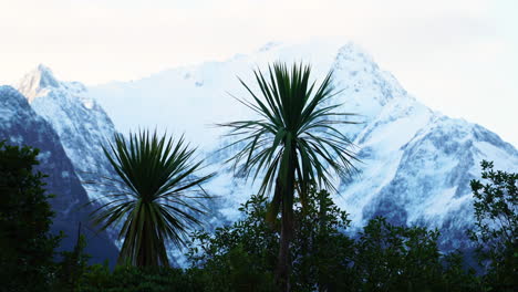 Kohlbaumblätter-An-Einem-Windigen-Tag-Mit-Schneebedeckten-Bergen-Im-Hintergrund-In-Milford-Sound-Village,-Neuseeland