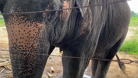Asian-Elephant-Behind-a-Fence