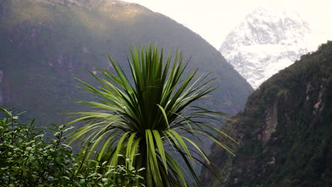 Exotic-palm-tree-against-majestic-mountain-landscape-of-New-Zealand,-handheld-view