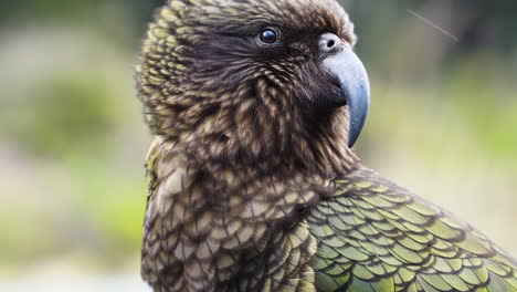 Kea-,-a-unique-and-large-Alpine-Parrot,-New-Zealand