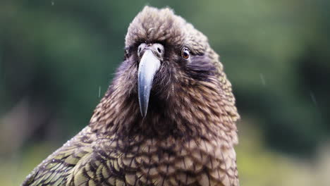 Majestic-parrot-Kea-standing-in-rain-in-wild-nature-of-New-Zealand