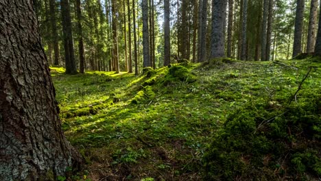 Hyperlapse-shot-showing-shadow-of-trees-in-dense-green-mossy-forest-during-sunny-day