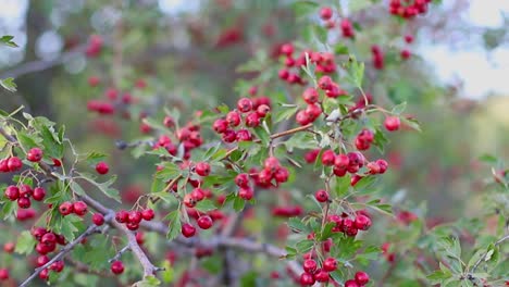 Red-ripe-organic-tea-fruits-on-a-branch