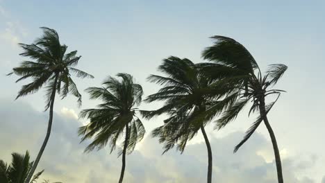 close-up-shot-of-four-palm-trees-in-the-wind-against-a-slightly-cloudy-sky