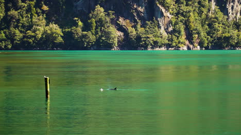 Bottlenose-dolphins-in-green-color-lake-of-Milford-Sound,-New-Zealand