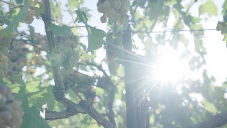 Sun-Shining-Through-Grapevines-In-The-Countryside---close-up