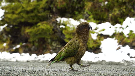 Kea-The-largest-alpine-parrot-isolated-walking-alone-on-a-mountains-path