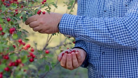 Person-picking-tea-fruits-from-a-plant
