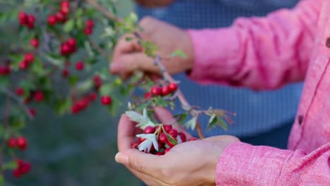 Harvest-of-red-ripe-tea-fruits-for-medicine