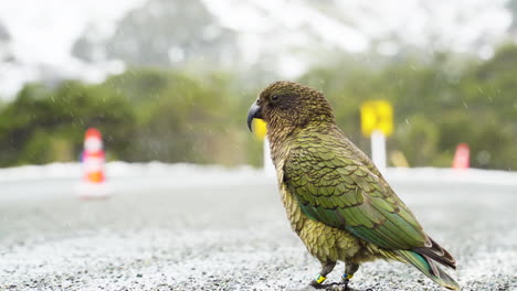 Endangered-Kea-Parrot-Walking-In-The-Road-To-Interact-With-The-Tourists-In-South-Island,-New-Zealand