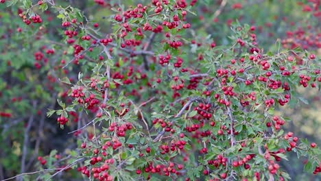 Bush-filled-with-red-tea-fruits