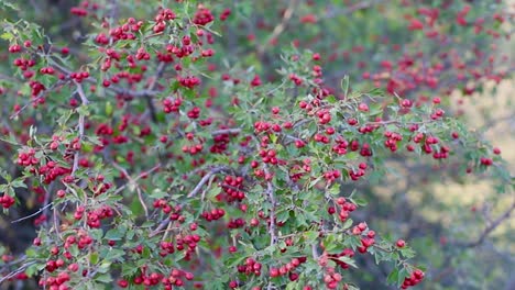 Red-ripe-tea-fruits-on-a-green-tree