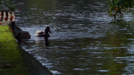 Male-and-female-ducks-swimming-along-a-gentle-canal-together