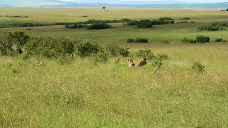 Establishing-shot-of-two-cheetahs-lying-in-the-grass-on-the-green-plains-of-Africa