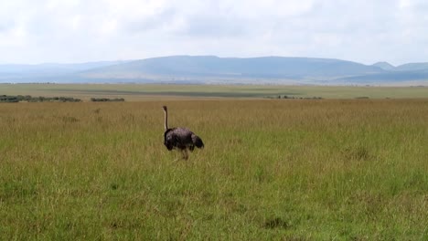 Ostrich-walks-slowly-in-a-field-of-grass-that-stretches-all-the-way-to-a-distant-mountain-on-the-horizon