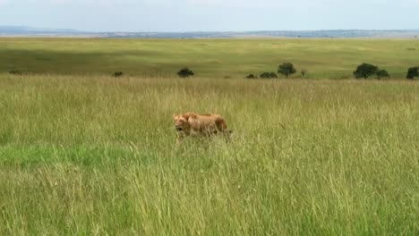 Tired-and-thirsty-lioness-walking-in-African-savannah,-Maasai-Mara