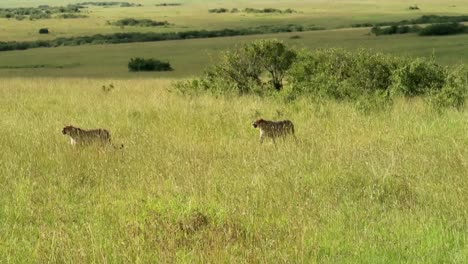 Gimbal-tracking-shot-of-two-cheetahs-walking-in-savannah-on-sunny-day