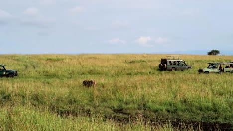 Male-lion-slowly-walking-across-dry-grasslands-towards-4x4-Safari-car