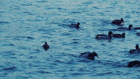 Ducks-swimming-in-Danube-Vienna-during-blue-hour