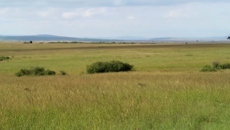 Drei-Geparden-Lauern-Im-Grünen-Hohen-Gras-Auf-Den-Endlosen-Ebenen-Afrikas