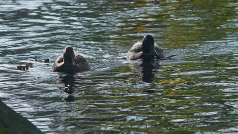 Ein-Entenpaar-Schwimmt-Zusammen-In-Einem-Kanal,-Trinkt-Wasser-Und-Sucht-Nach-Nahrung