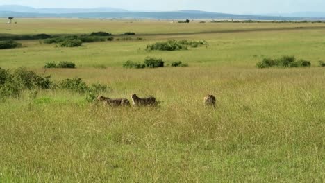 Drei-Erwachsene-Geparden-Jagen-Zusammen-Auf-Der-Suche-Nach-Beute