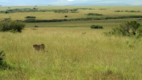 Eleganter-Gepard,-Der-Durch-Hohes-Gras-In-Der-Endlosen-Heißen-Afrikanischen-Savanne-Läuft