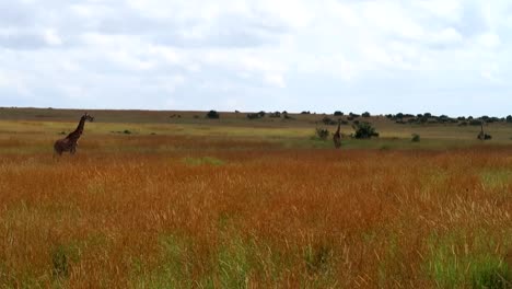 Tower-of-giraffes-standing-in-distance-among-dry-grasslands-savanna
