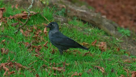 Blackbird-walks-through-grass-and-autumn-leaves.-50fps