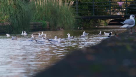 Flock-of-seagulls-float-in-a-canal-and-then-fly-away