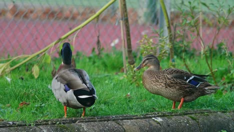 Male-and-female-ducks-preening-themselves-on-the-banks-of-a-canal