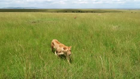 Löwinnen-Nähern-Sich-Durch-Hohes-Gras,-Vorbei-An-Der-Kamera-Auf-Den-Endlosen-Grünen-Ebenen-Afrikas