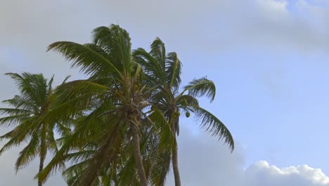 Eine-Gruppe-Von-Kokospalmen-Im-Wind-Vor-Einem-Strahlend-Blauen-Himmel