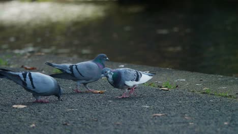 Pigeons-walk-along-the-banks-of-a-canal
