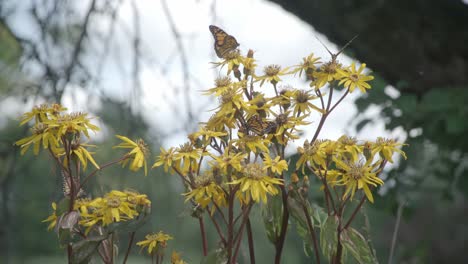 Una-Mariposa-Monarca-En-Una-Rama-Floreciente-Con-Flores-Amarillas