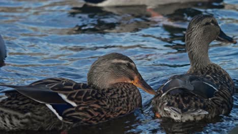 Group-of-ducks-float-together-on-a-gentle-canal