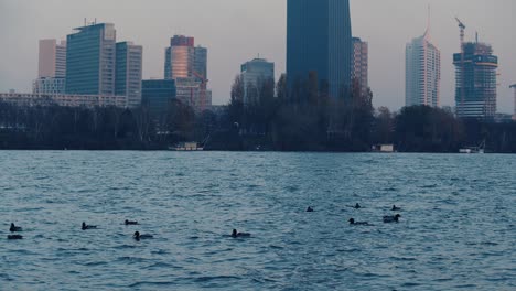Ducks-swimming-in-Danube-behind-big-city-landscape-in-Danube---Kaisermühlen-DC-Tower