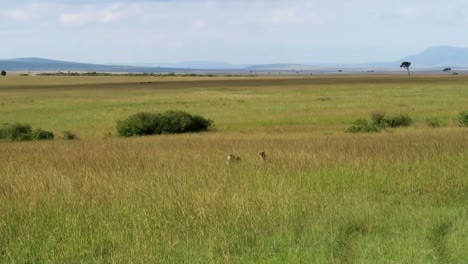 Two-cheetahs-searching-for-prey-in-the-hot-grasslands-savannah