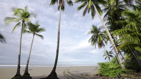 lonely-carribean-sand-tropical-palm-tree-beach-in-Uvita,-Costa-Rica,-Central-America-tropical-dream-paradise