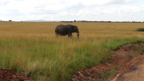 A-lone-elephant-walks-through-a-tall-grass-field-towards-a-dirt-road