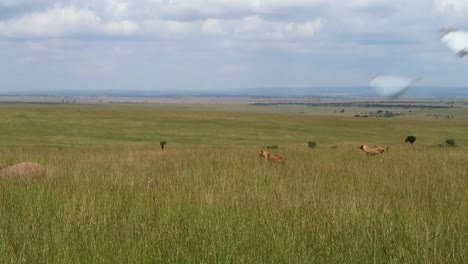 Two-female-lions-looking-out-for-prey-on-the-green-plains-of-Africa-while-clouds-move