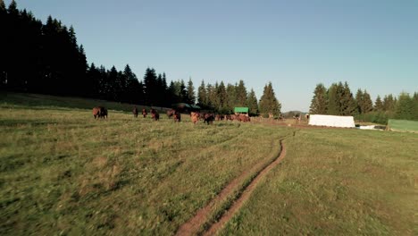 Aerial-drone-footage-of-horses-grazing-on-a-meadow-in-Sihla,-Slovakia