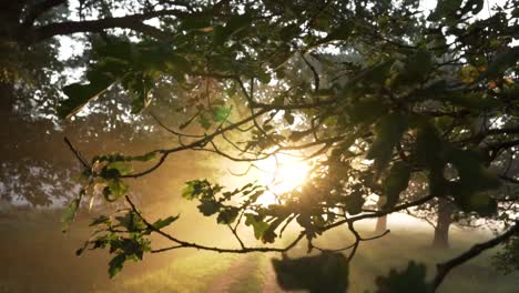 Cinematic-shoot-of-sun-rays-shining-through-the-tree-branches,-mystical-atmosphere
