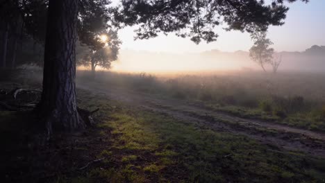 Sol-Matutino-Con-Niebla-En-El-Bosque,-La-Cámara-Se-Mueve-Cerca-De-La-Silla-De-Madera-Y-La-Carretera-Rural