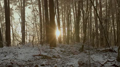 Sunshine-shining-through-the-trees-of-the-forest-during-winter,-mystical-atmosphere