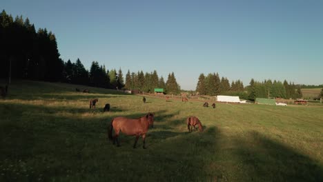 Aerial-drone-footage-of-horses-grazing-on-a-meadow-in-the-village-Sihla,-Slovakia